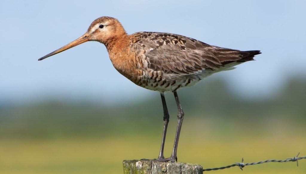 grutto