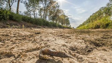 De-drooggevallen-Bielheimerbeek-in-de-Achterhoek-in-de-zomer-van-2018.-c-Waterschap-Rijn-en-IJssel